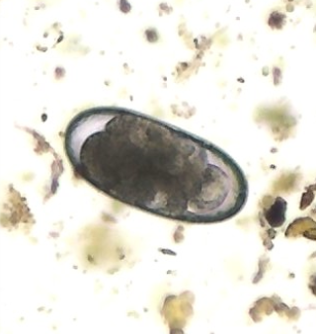 Strongyliden Strongyliden