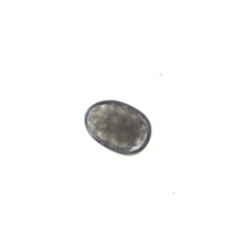 Ancylostoma Ancylostoma