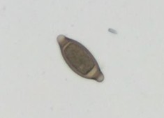 Trichuris Trichuris