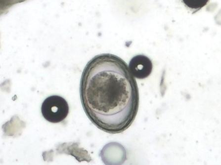 Toxascaris leonina Toxascaris leonina